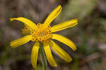 Common Leopardbane